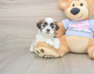 8 week old Teddy Bear Puppy For Sale - Windy City Pups