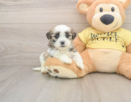 8 week old Teddy Bear Puppy For Sale - Windy City Pups