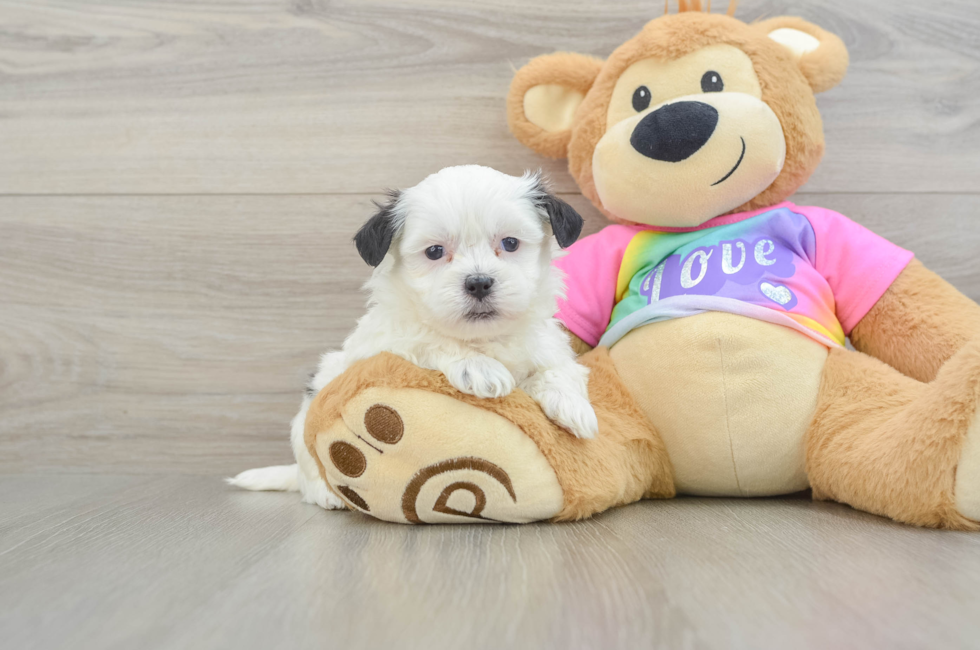 5 week old Teddy Bear Puppy For Sale - Windy City Pups