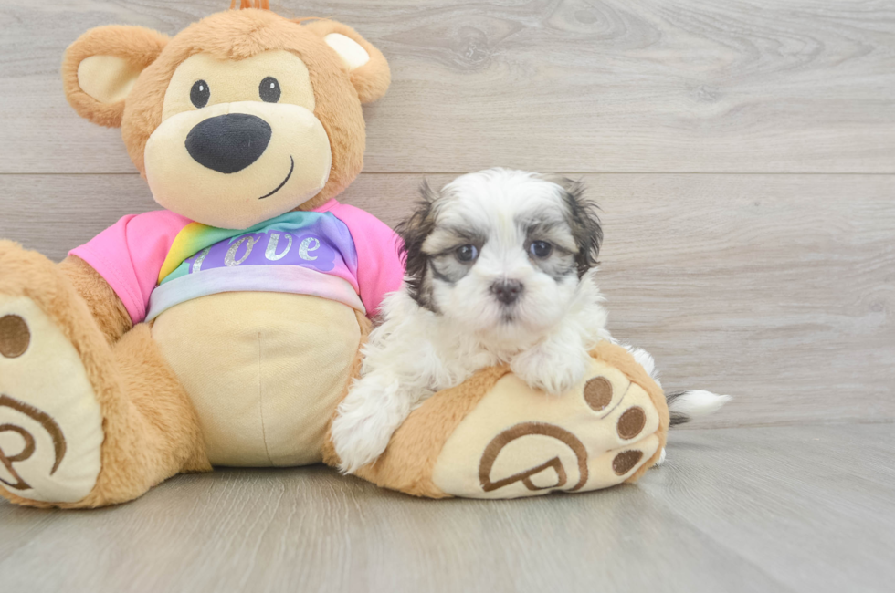 6 week old Teddy Bear Puppy For Sale - Windy City Pups