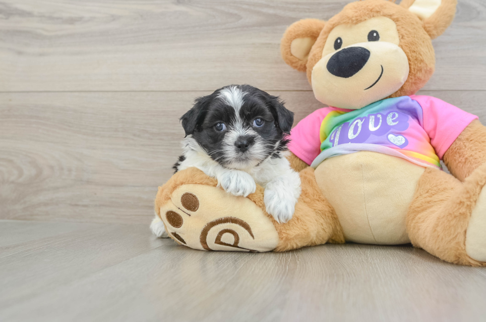 5 week old Teddy Bear Puppy For Sale - Windy City Pups