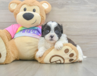 7 week old Teddy Bear Puppy For Sale - Windy City Pups