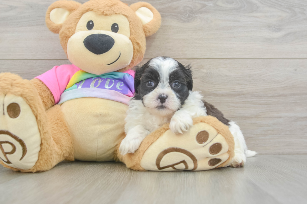 6 week old Teddy Bear Puppy For Sale - Windy City Pups