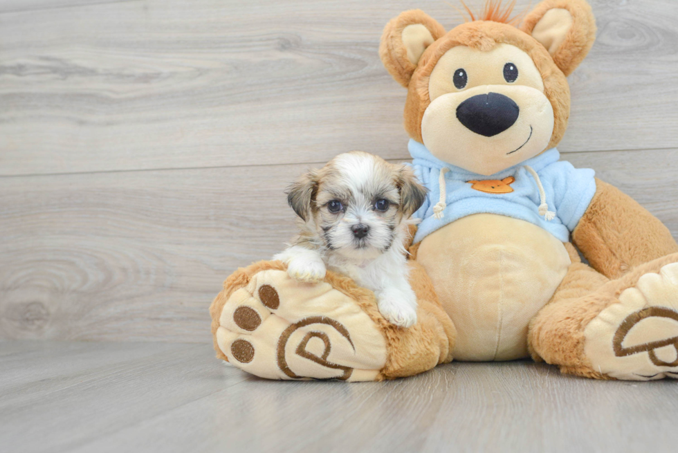 Best Teddy Bear Baby