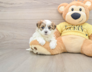 5 week old Teddy Bear Puppy For Sale - Windy City Pups