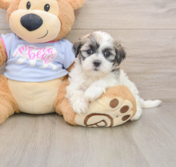 8 week old Teddy Bear Puppy For Sale - Windy City Pups