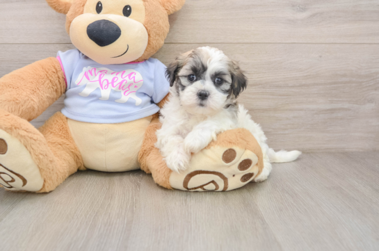 ARIELLE, a Teddy Bear littermate