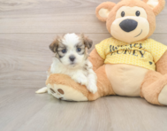9 week old Teddy Bear Puppy For Sale - Windy City Pups