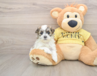 5 week old Teddy Bear Puppy For Sale - Windy City Pups