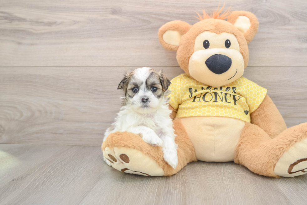 Hypoallergenic Shichon Designer Puppy
