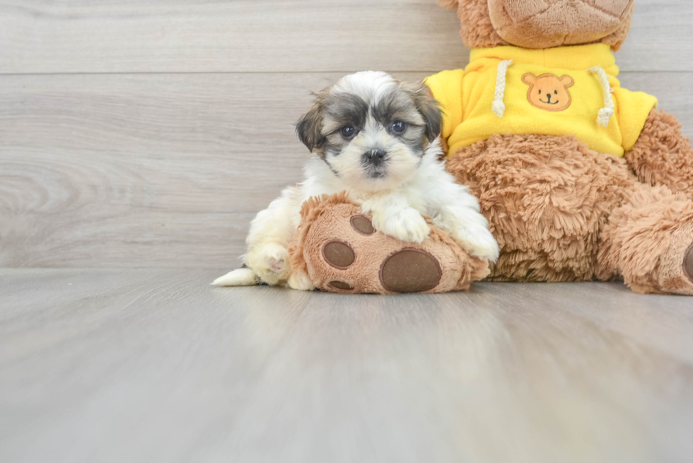 Teddy Bear Pup Being Cute