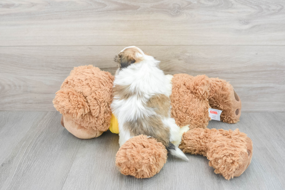 Hypoallergenic Shichon Designer Puppy