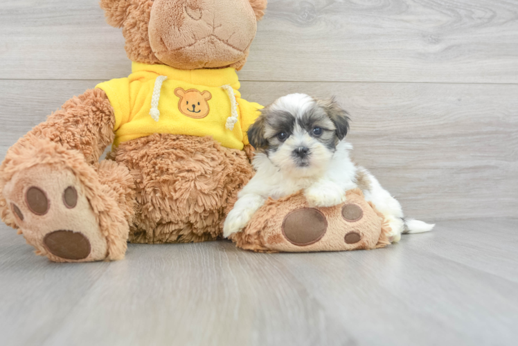 Best Teddy Bear Baby