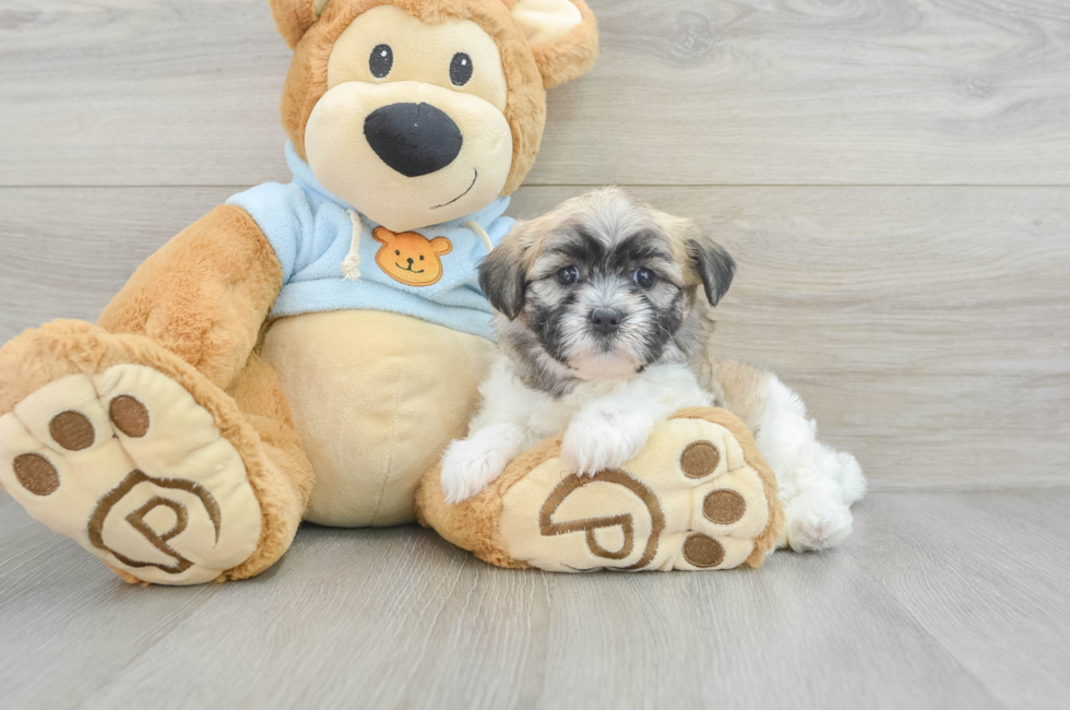 7 week old Teddy Bear Puppy For Sale - Windy City Pups