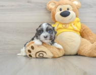 6 week old Teddy Bear Puppy For Sale - Windy City Pups