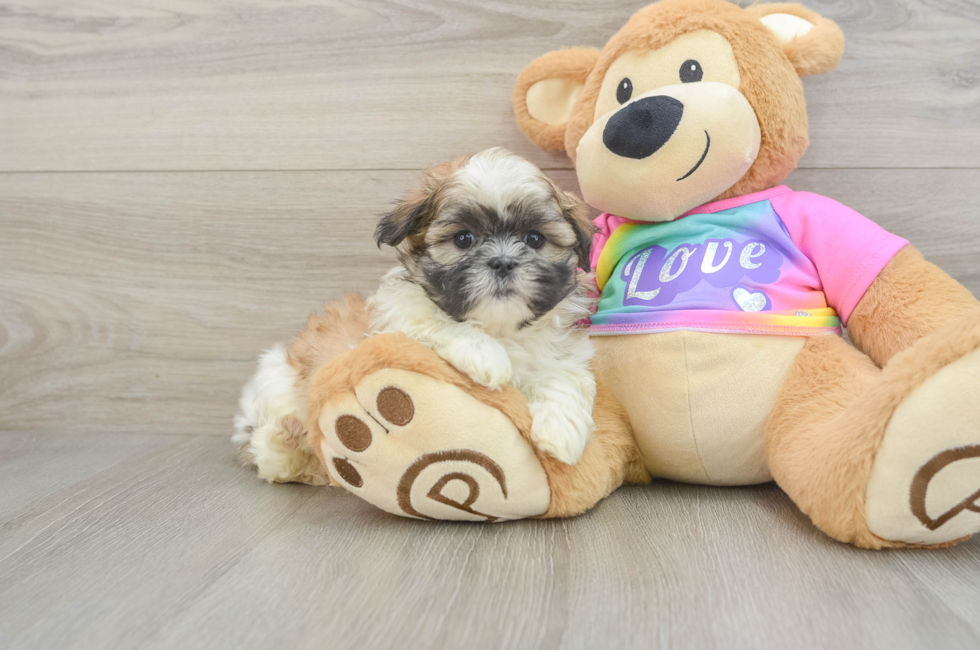 6 week old Teddy Bear Puppy For Sale - Windy City Pups