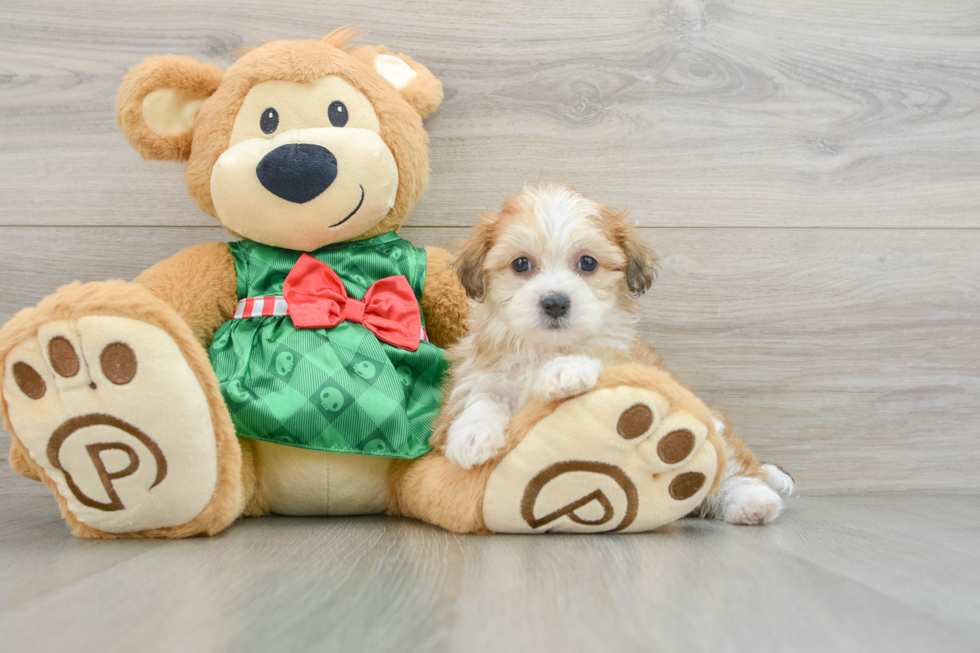 Teddy Bear Puppy for Adoption