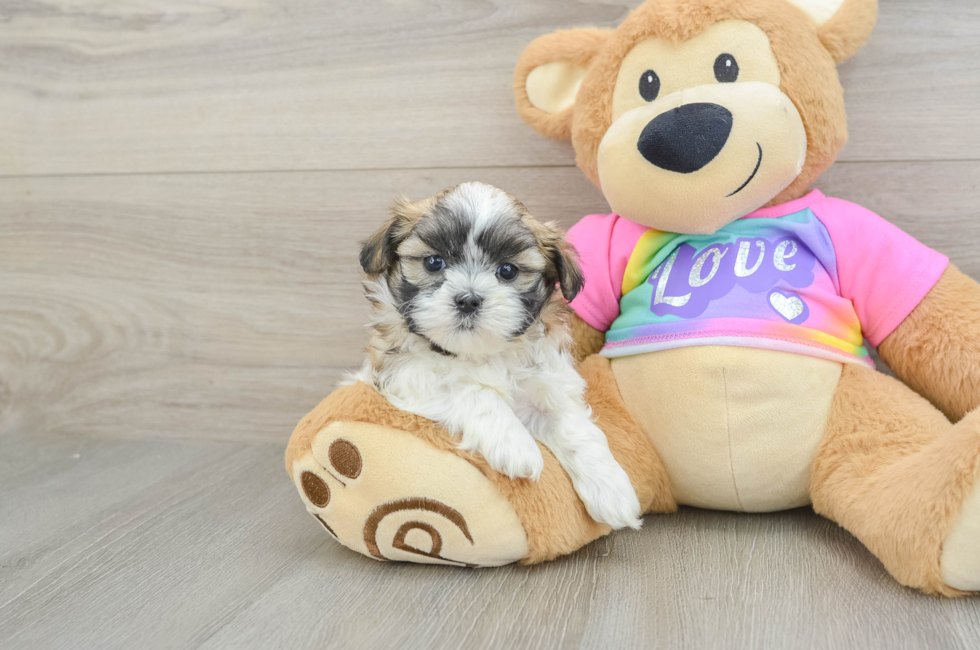 6 week old Teddy Bear Puppy For Sale - Windy City Pups
