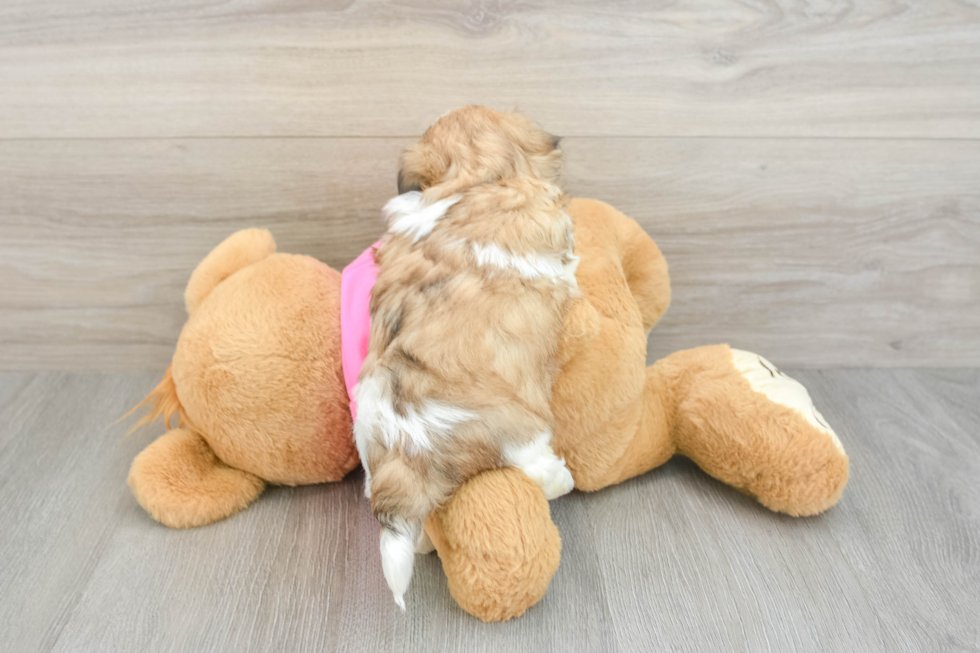 Teddy Bear Puppy for Adoption