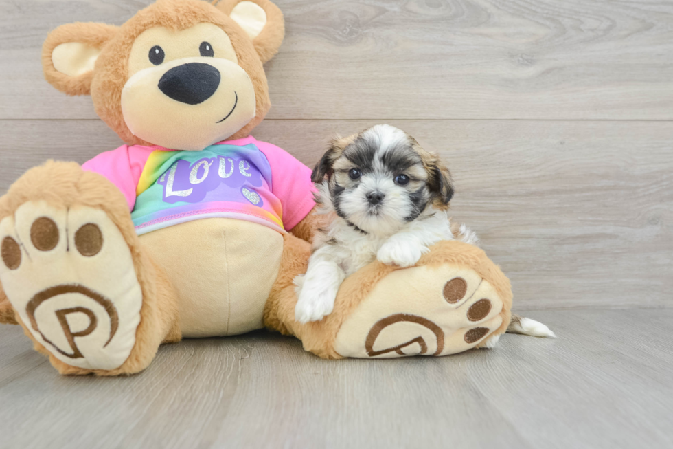 Teddy Bear Pup Being Cute