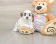 5 week old Teddy Bear Puppy For Sale - Windy City Pups