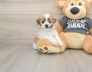 7 week old Teddy Bear Puppy For Sale - Windy City Pups
