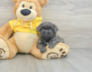 6 week old Teddy Bear Puppy For Sale - Windy City Pups