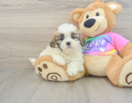 7 week old Teddy Bear Puppy For Sale - Windy City Pups