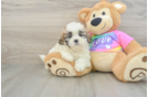 Smart Teddy Bear Designer Pup