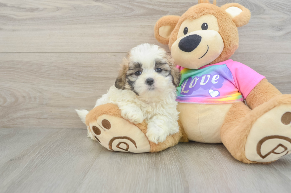 6 week old Teddy Bear Puppy For Sale - Windy City Pups