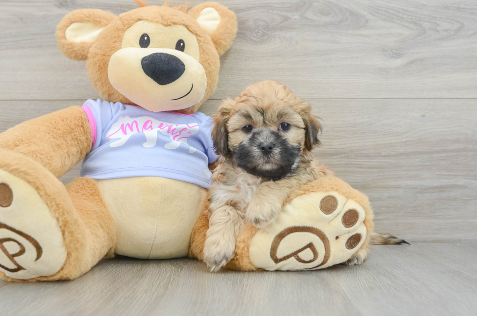 7 week old Teddy Bear Puppy For Sale - Windy City Pups