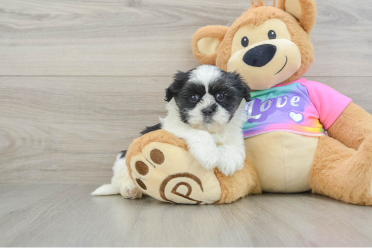 Energetic Shichon Designer Puppy