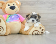 6 week old Teddy Bear Puppy For Sale - Windy City Pups