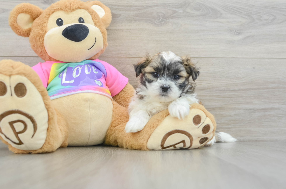 6 week old Teddy Bear Puppy For Sale - Windy City Pups