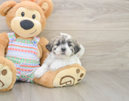 5 week old Teddy Bear Puppy For Sale - Windy City Pups