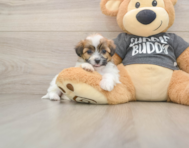 7 week old Teddy Bear Puppy For Sale - Windy City Pups