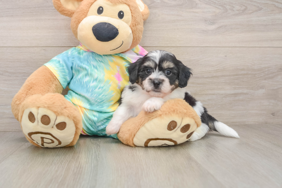 Teddy Bear Pup Being Cute