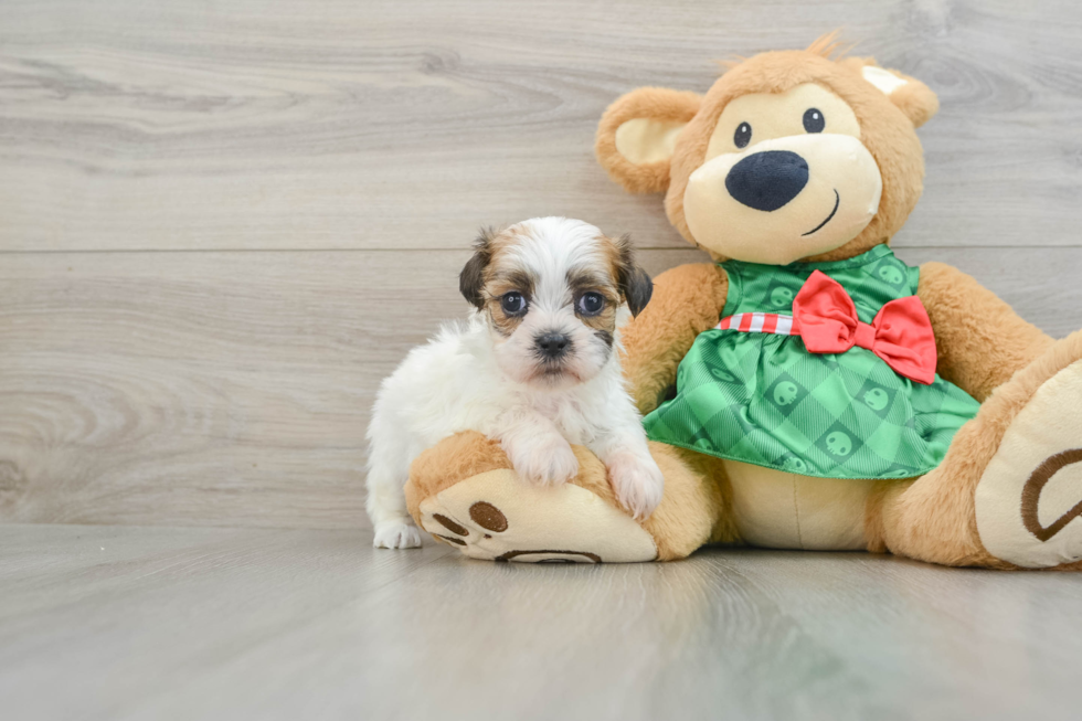 Teddy Bear Pup Being Cute