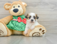 8 week old Teddy Bear Puppy For Sale - Windy City Pups