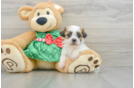 Teddy Bear Puppy for Adoption