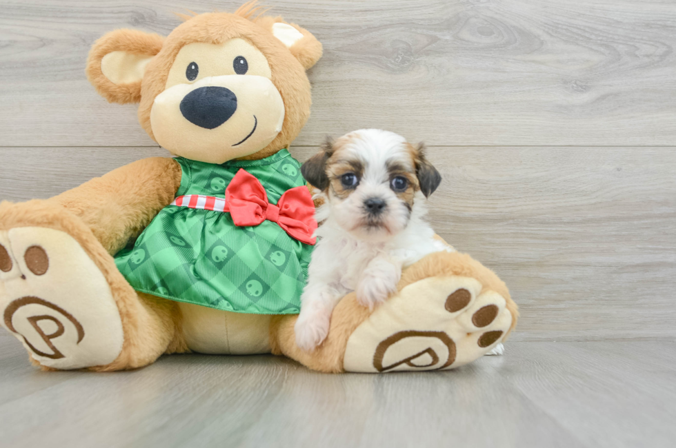 8 week old Teddy Bear Puppy For Sale - Windy City Pups