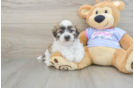 Teddy Bear Puppy for Adoption