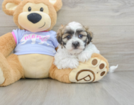 8 week old Teddy Bear Puppy For Sale - Windy City Pups