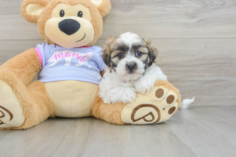 7 week old Teddy Bear Puppy For Sale - Windy City Pups