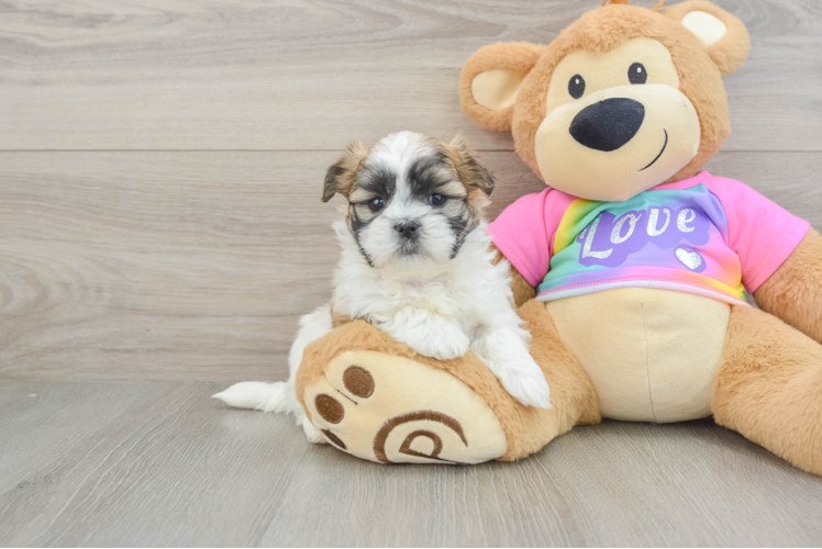 Teddy Bear Puppy for Adoption