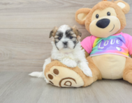 6 week old Teddy Bear Puppy For Sale - Windy City Pups