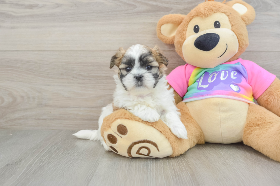 6 week old Teddy Bear Puppy For Sale - Windy City Pups