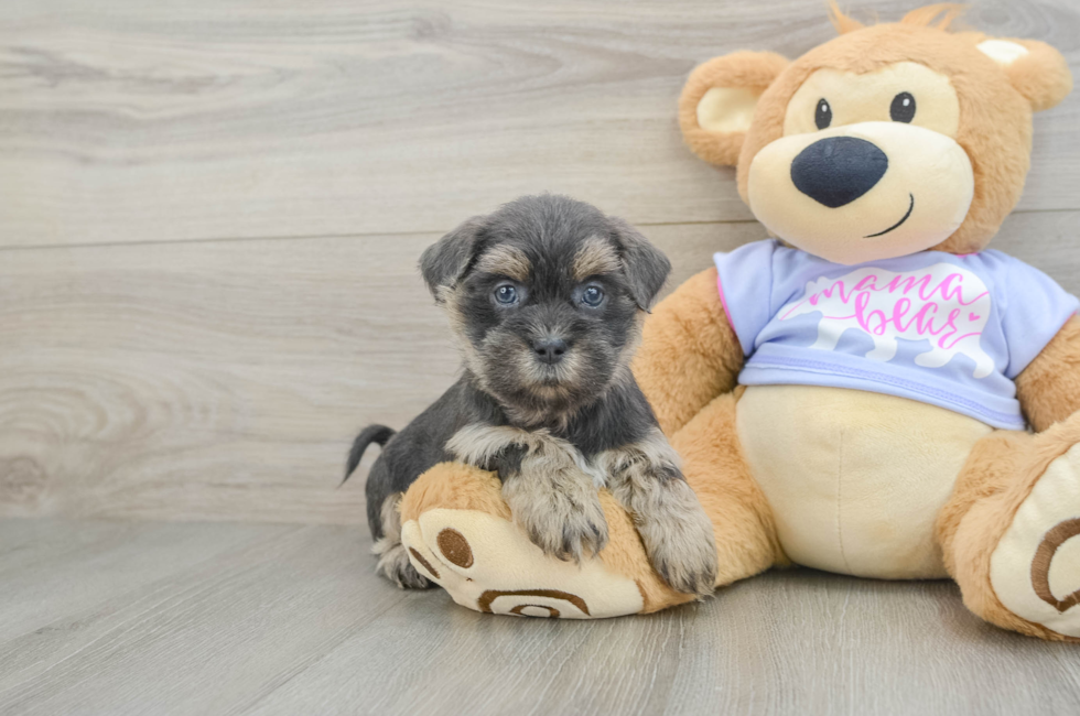 7 week old Teddy Bear Puppy For Sale - Windy City Pups