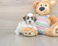 5 week old Teddy Bear Puppy For Sale - Windy City Pups