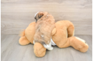 Teddy Bear Puppy for Adoption